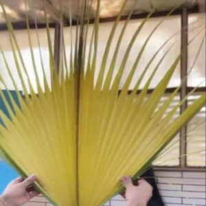 Folding Palm