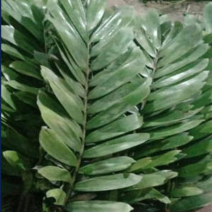 Jamia Palm