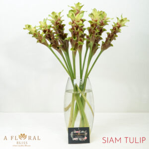 Siam Tulip