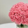 Carnation