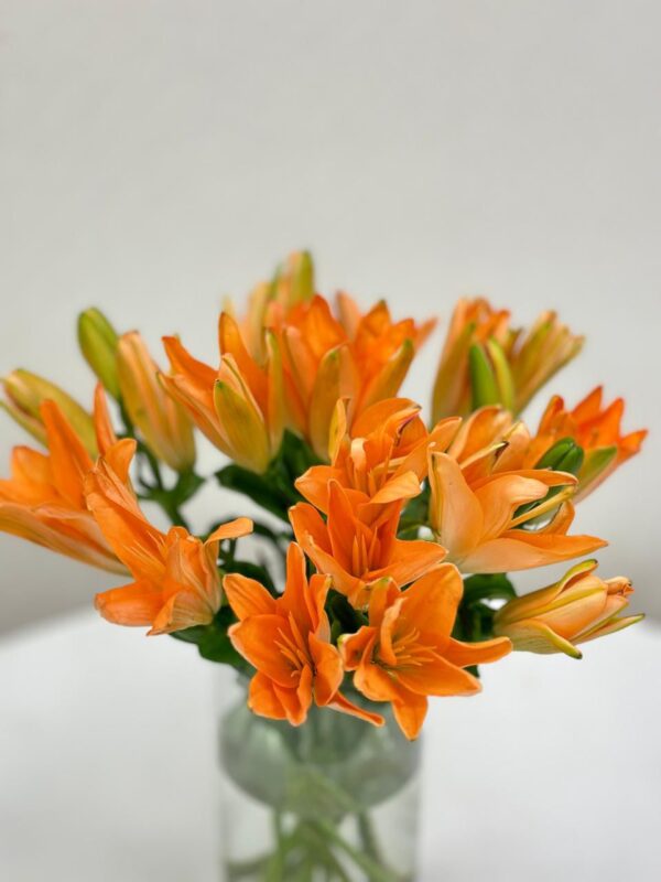 Asiatic Lilies